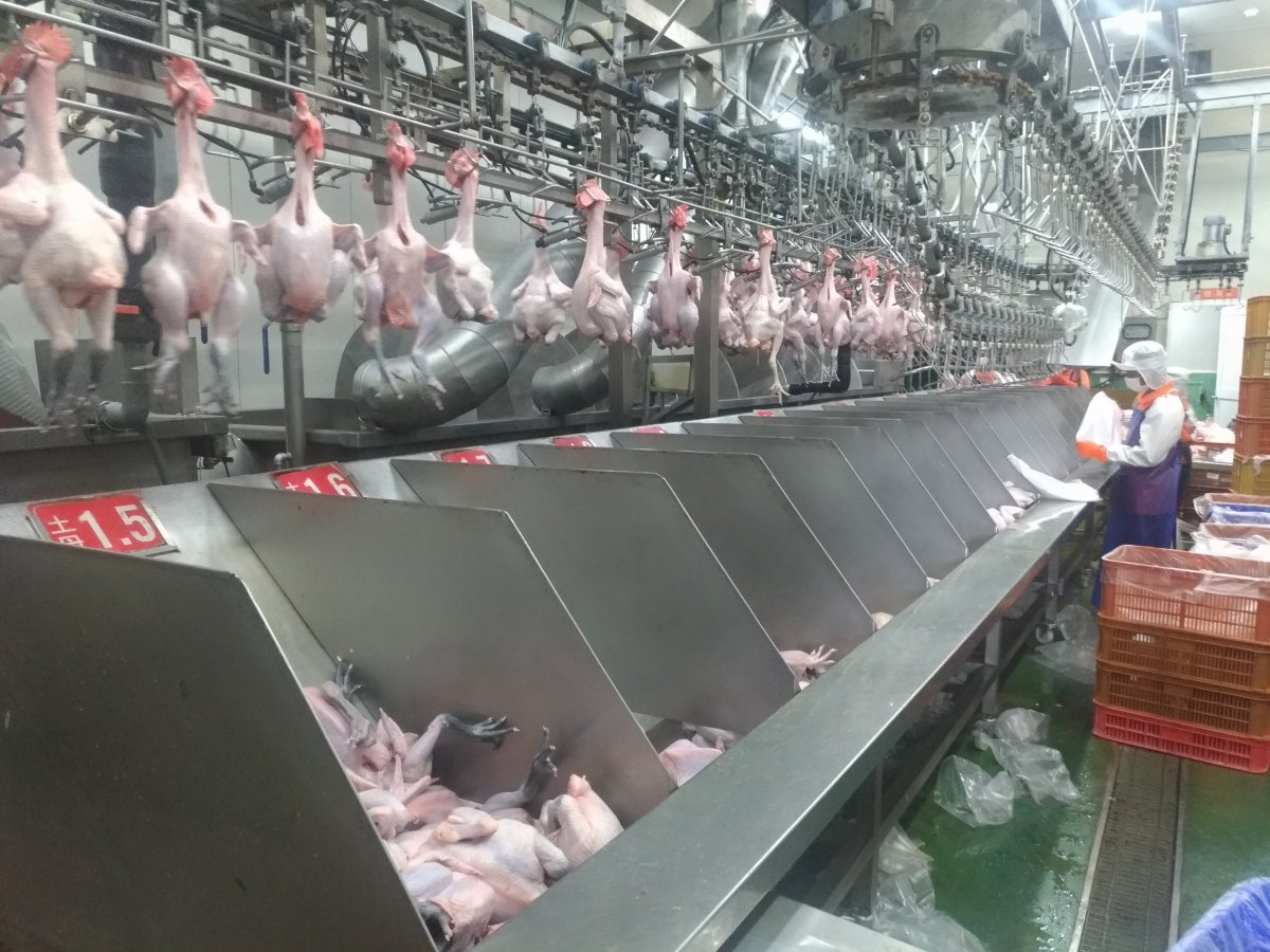 自動分級系統-自動雞隻分級系統