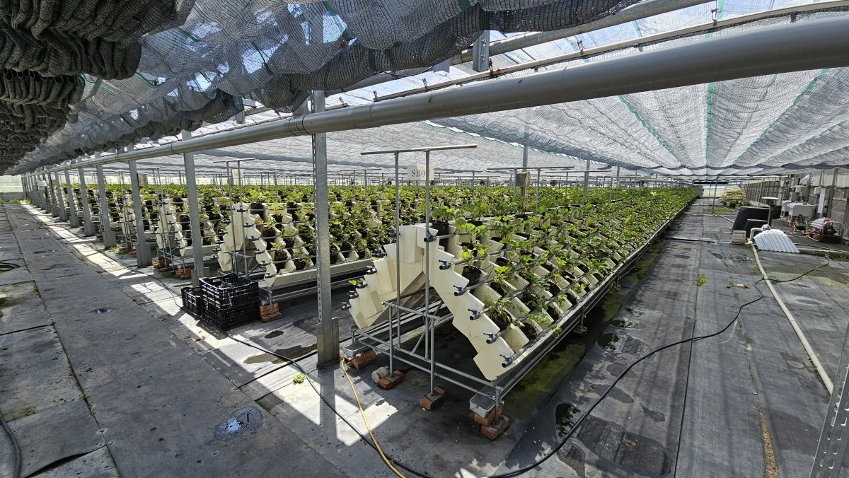 自動栽種系統-草莓溫室自動控制系統